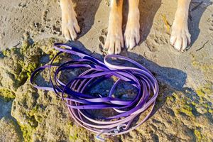 Keep your dog safe during beach walks and swimming!