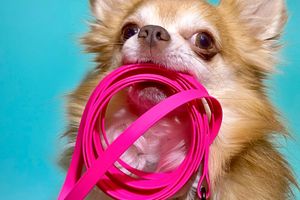 The weight of your dog's' leash matters!