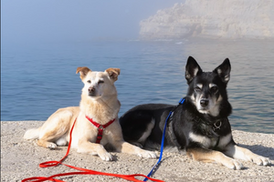 Make you beach walks exciting for your dog